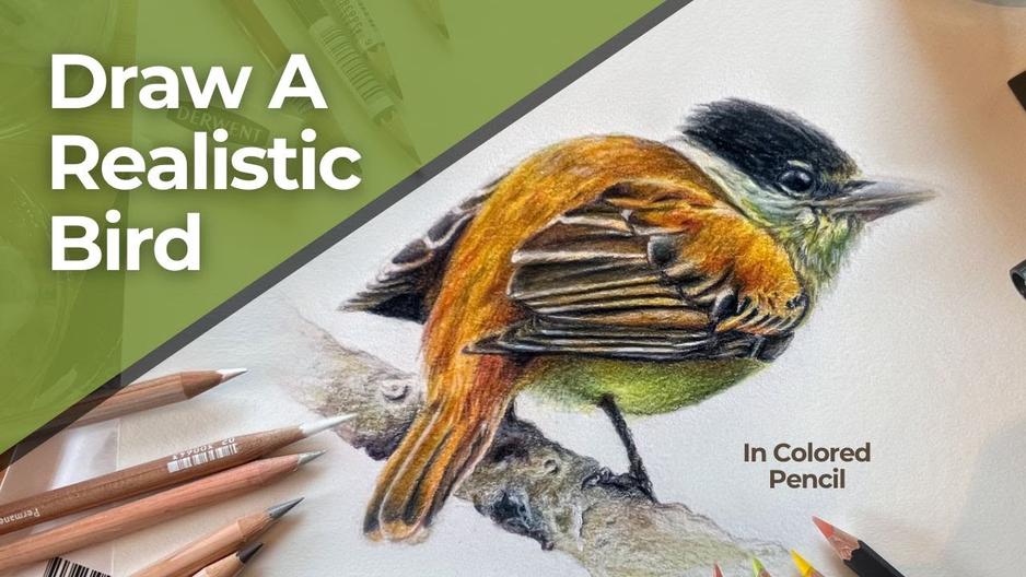 How To Draw A Realistic Bird With Colored Pencils