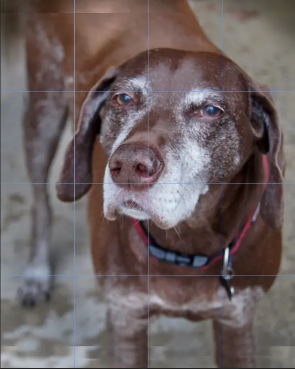 Duke senior dog portrait reference